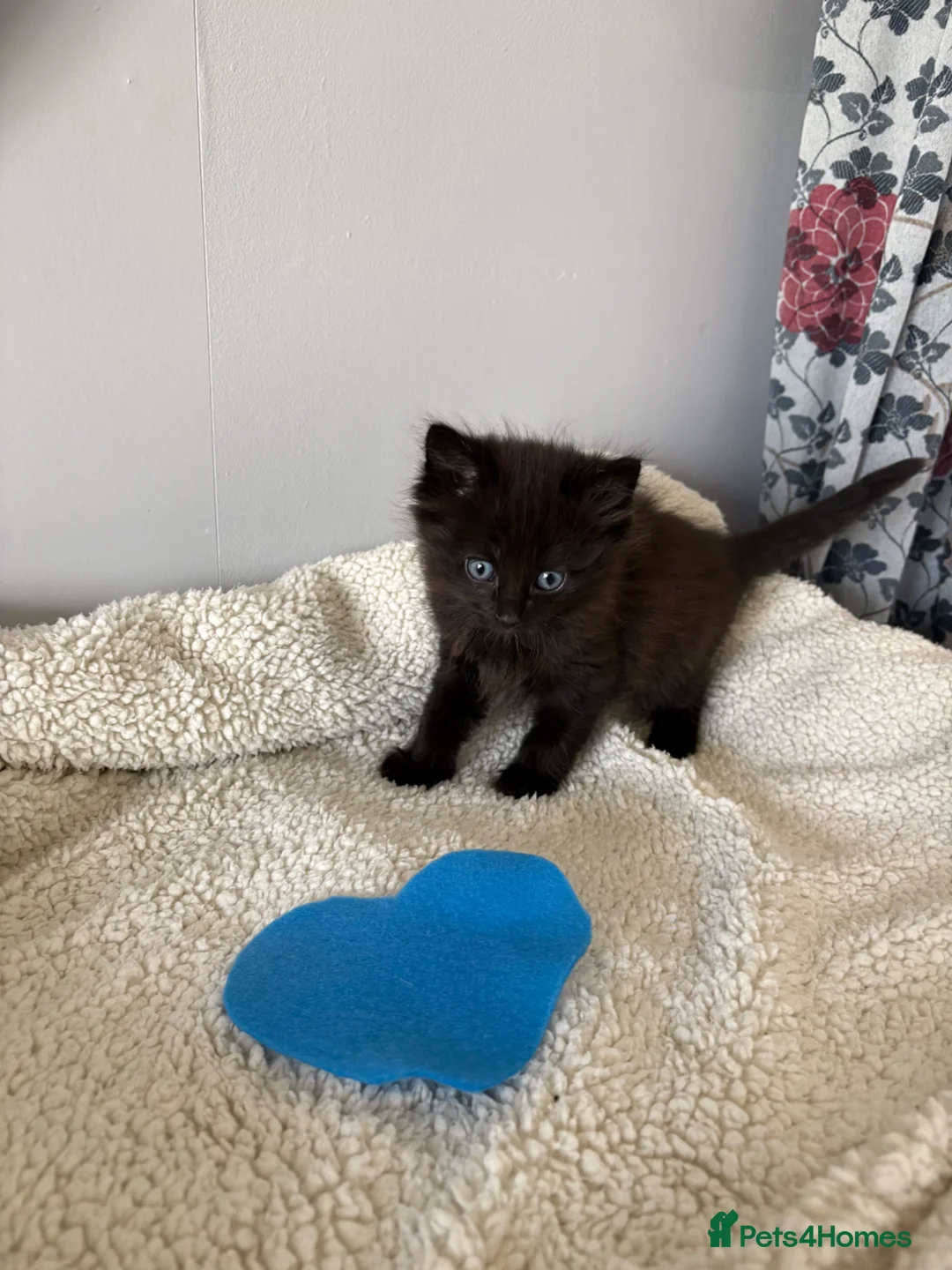 Mixed Breed cats for sale: Beautiful kittens - Advert 2