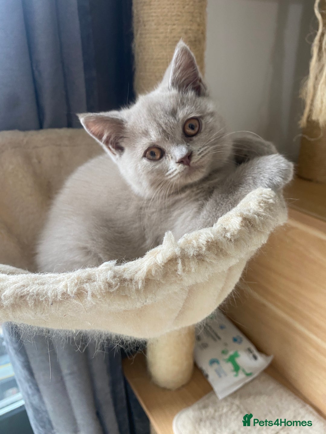 British Shorthair cats for sale: 🐾 TOP QUALLITY LILAC BSH reg GCCF purebred 🐾 - Image 19