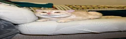 British Shorthair cats for sale: Beautiful British short hair kittens - Advert 5