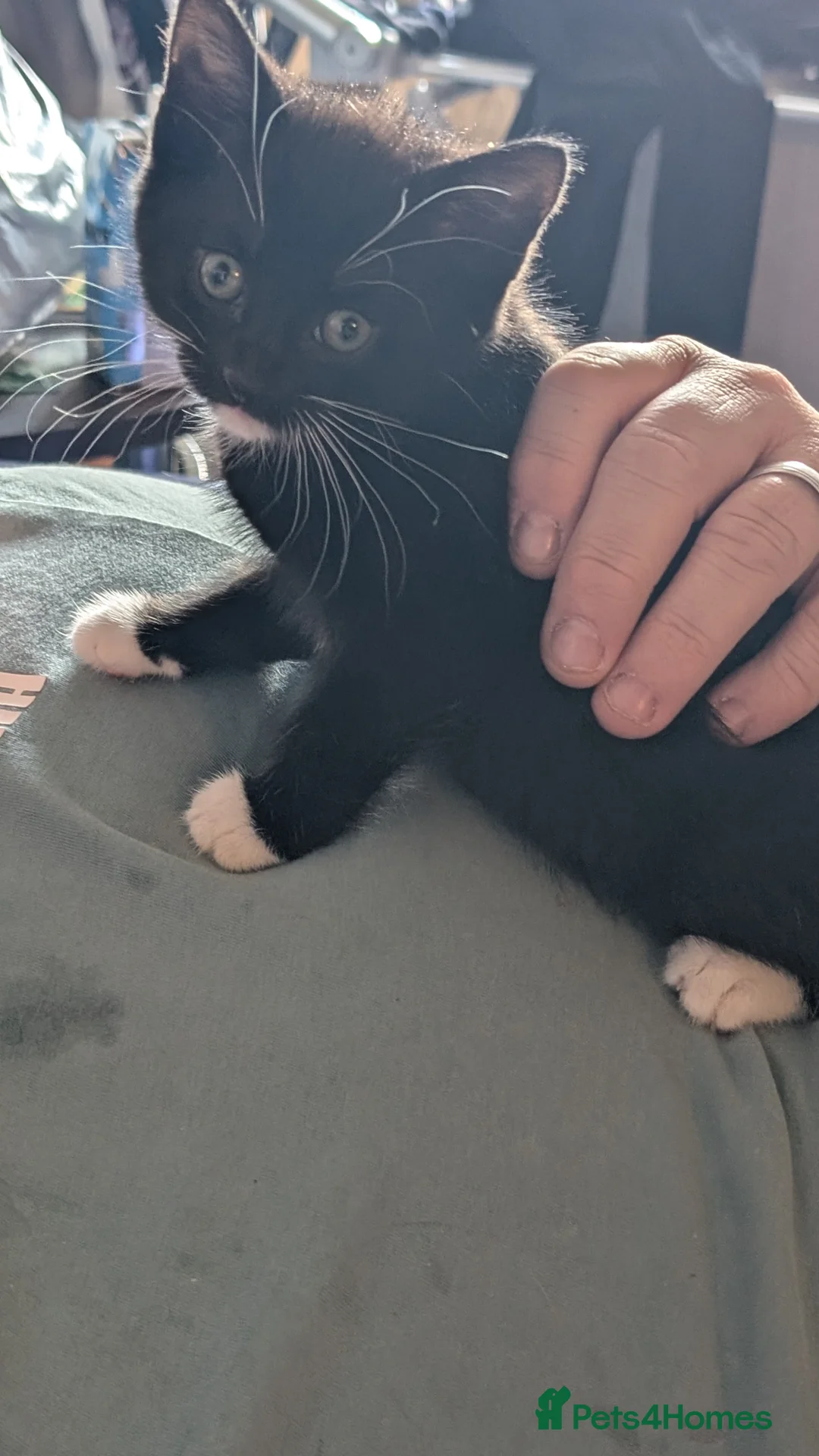 Mixed Breed cats for sale: Kittens ready in 3 weeks  - Advert 3