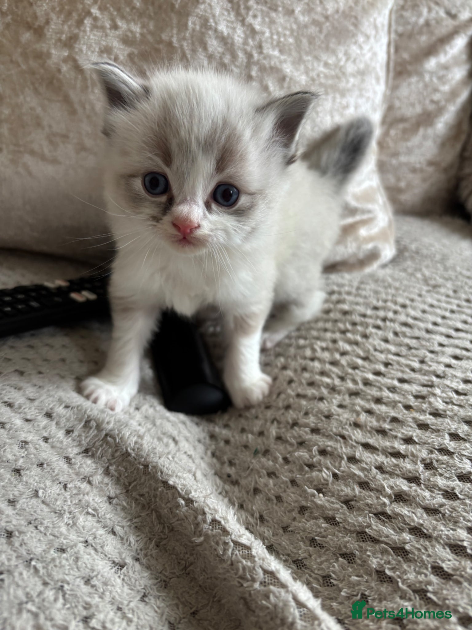 Ragdoll cats 5 Blue/Seal Bicolour kittens  - Advert 12