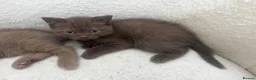 British Shorthair cats for sale: British Shorthair Cinnamon in Reading - Advert 10