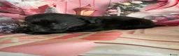 Labrador Retriever dogs for sale: Labrador puppies deposit secures in Castleford - Advert 23