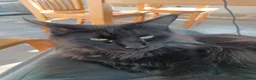 Maine Coon cats for sale: Much-Loved Tuxedo Maine Coons Seeking New Homes in Horncastle - Advert 3