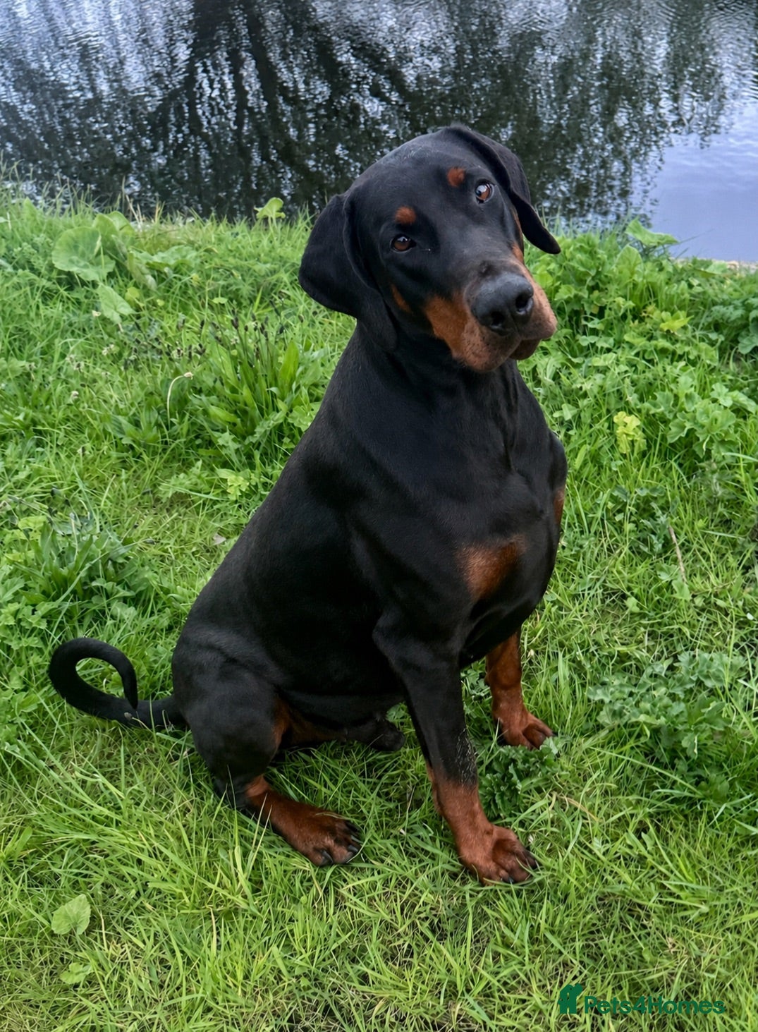 Dobermann dogs KC Health & Heart tested stud - Advert 16