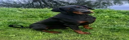 Dobermann dogs for stud: KC Health & Heart tested stud - Advert 1