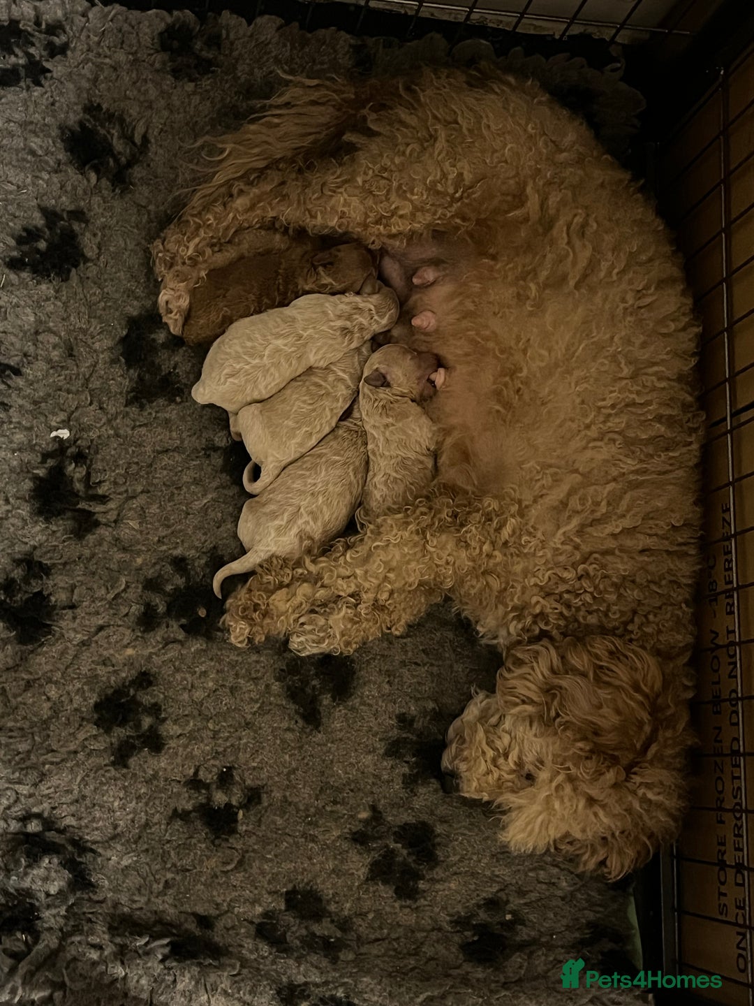 Poochon dogs for sale: F1B Poochon puppies - Advert 4