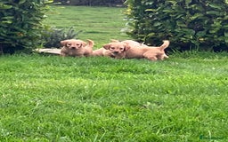 Labradoodle dogs for sale: Labradoodle  - Image 3