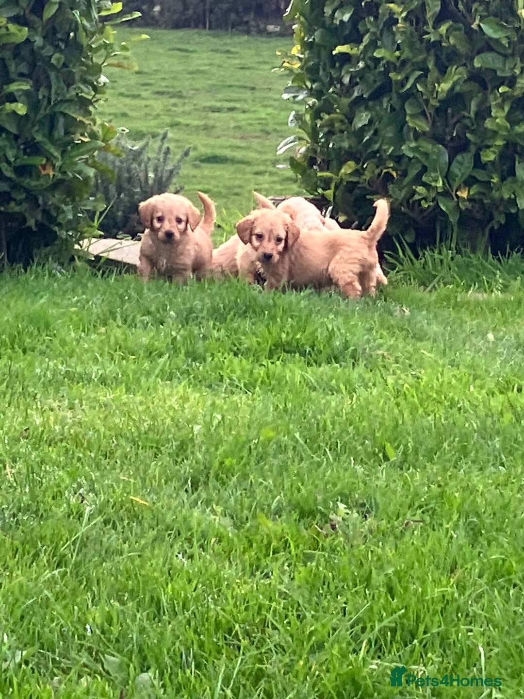 Labradoodle dogs for sale: Labradoodle  - Image 3