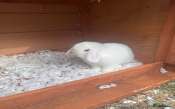 Mini Lop rabbits for sale: Mini Lop - Image 5