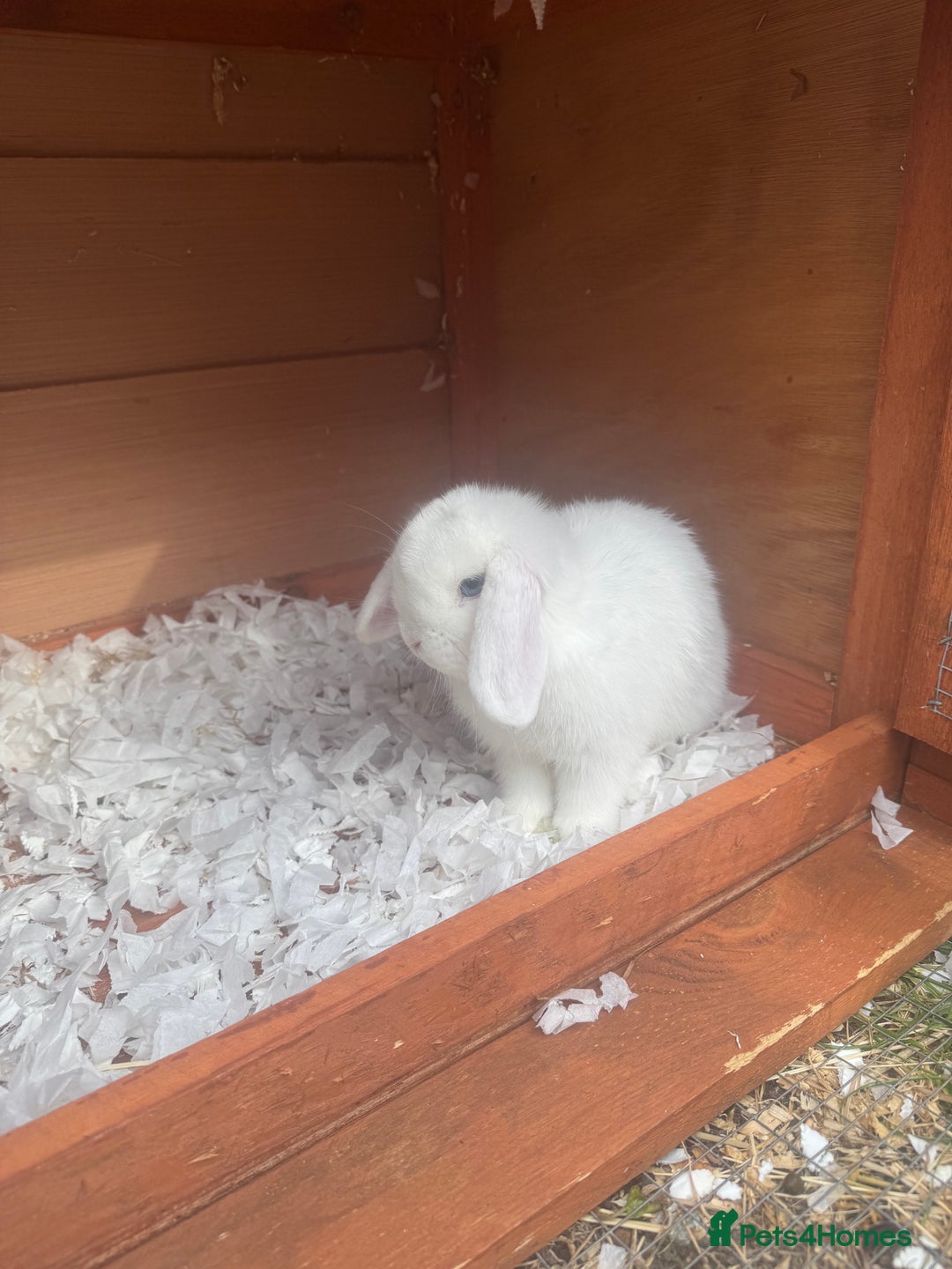 Mini Lop rabbits for sale: Mini Lop - Image 5