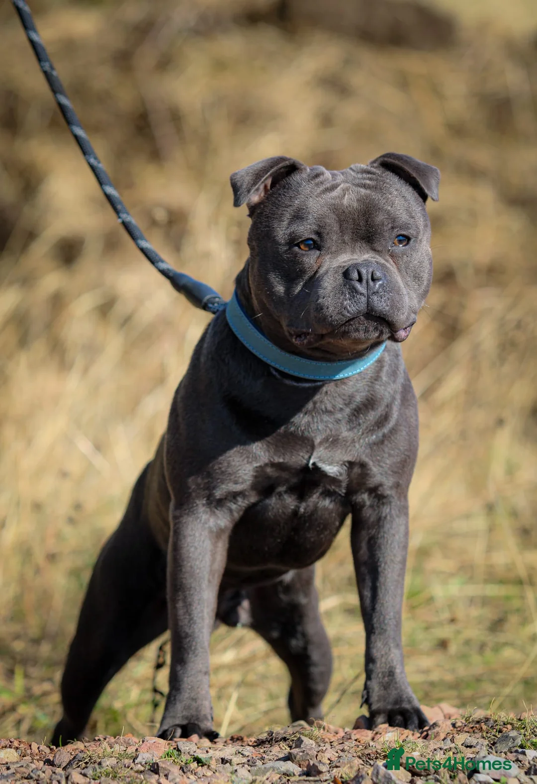 Staffordshire Bull Terrier dogs for sale: Blue 1 year old Male - Advert 1
