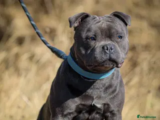 Staffordshire Bull Terrier dogs Blue 1 year old Male - Advert 1
