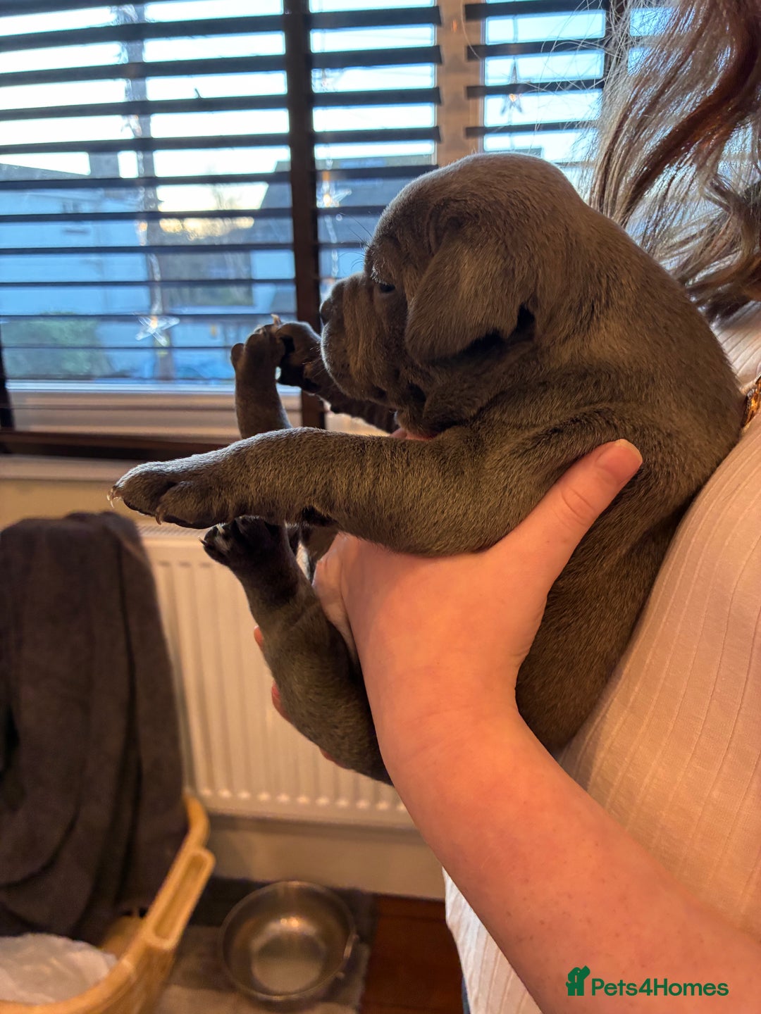 Staffordshire Bull Terrier dogs for sale: Pedigree Blue Staffordshire pups - Advert 15