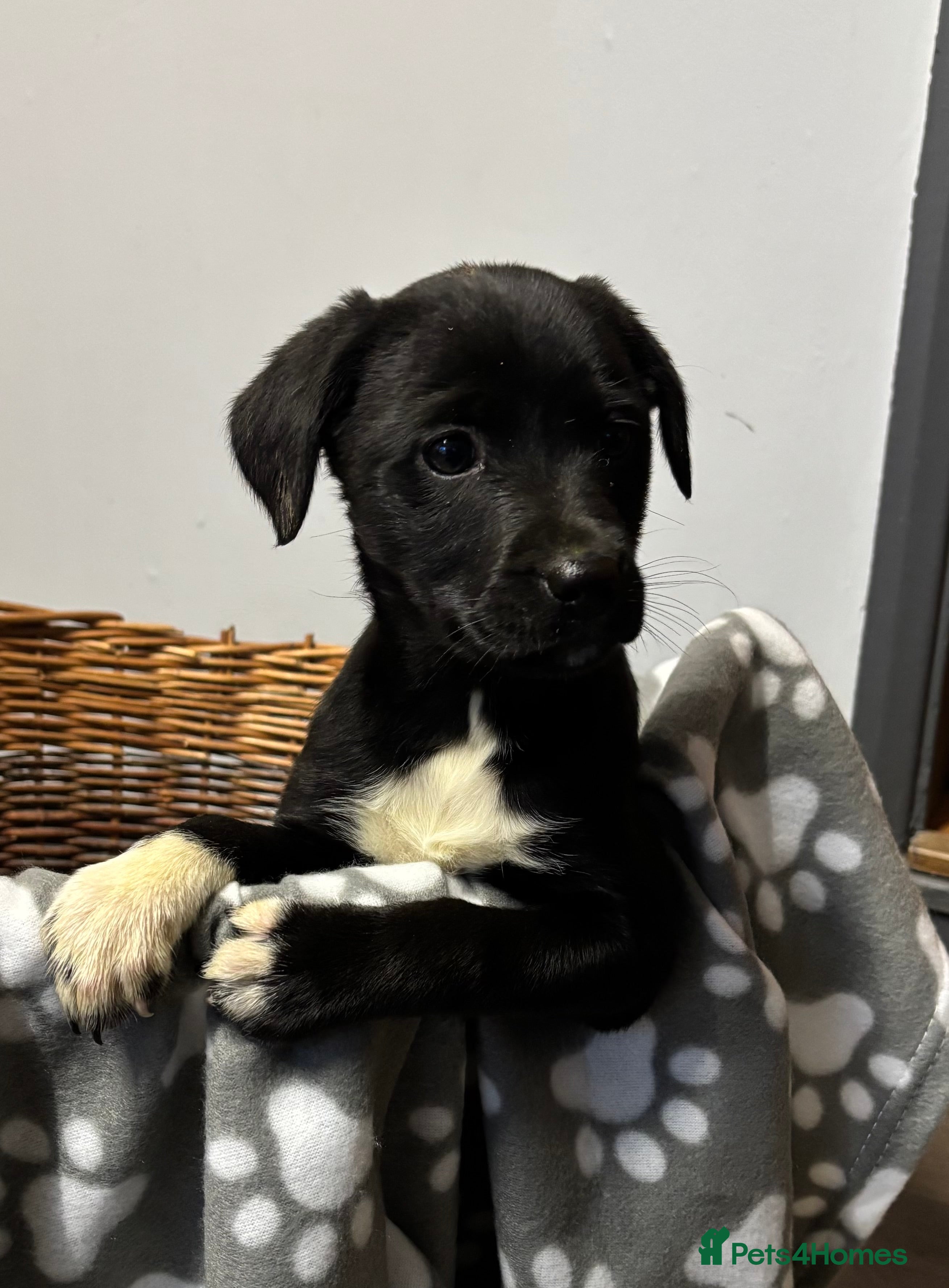 Borador dogs Gorgeous puppies - Advert 10