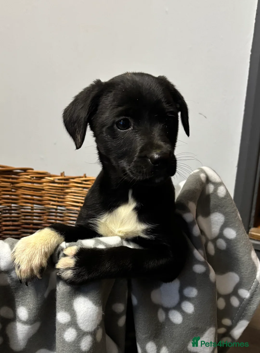 Borador dogs for sale: Gorgeous puppies - Advert 1