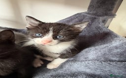 Russian Blue cats for sale: Russian Blue x BSH mixed breed Kittens  - Image 15