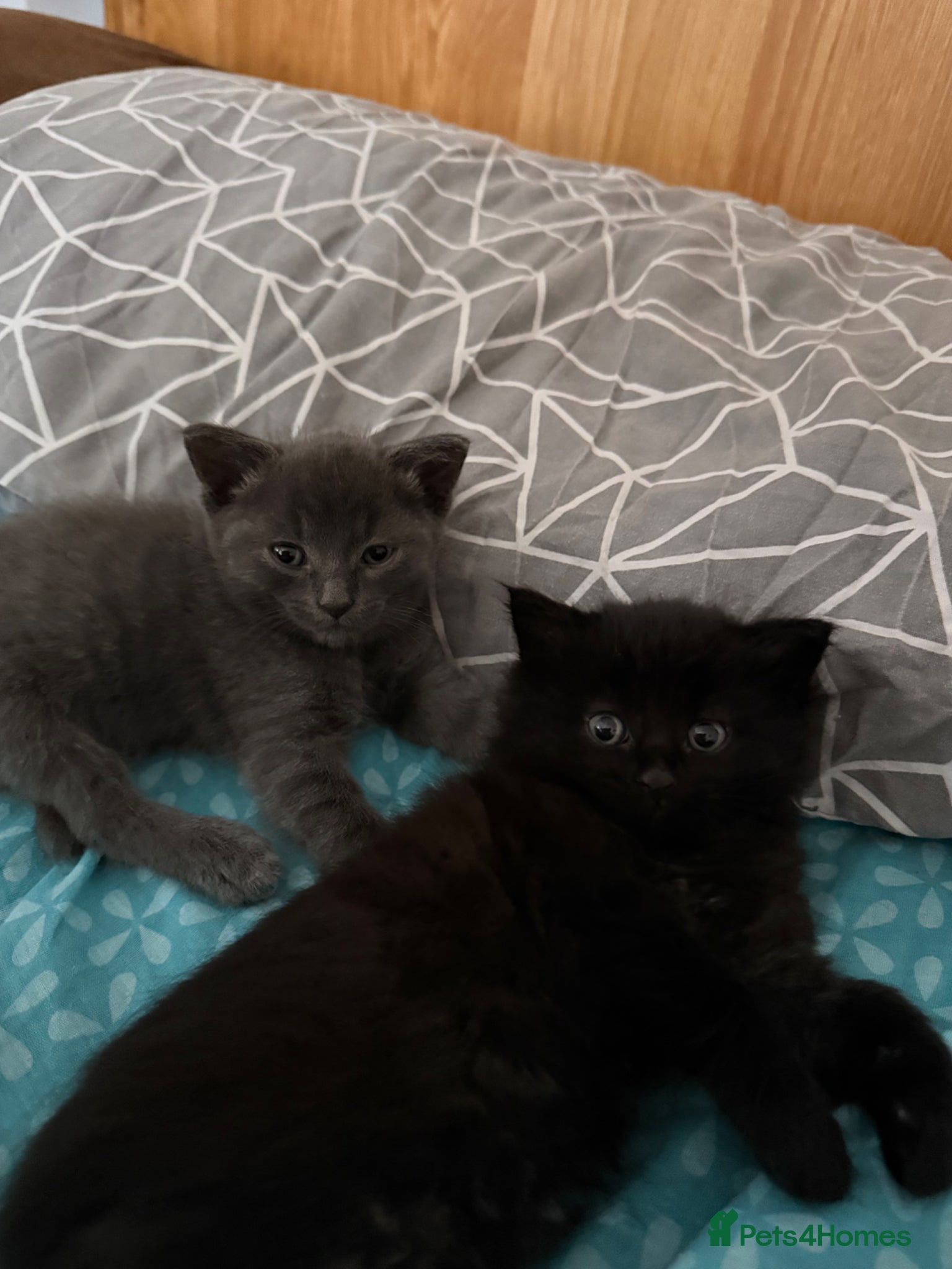 Mixed Breed cats Adorable 6-Week Old Kittens Ready for Loving Home - Advert 3
