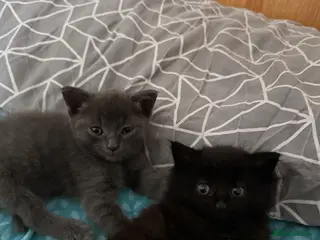 Mixed Breed cats Adorable 6-Week Old Kittens Ready for Loving Home - Advert 3