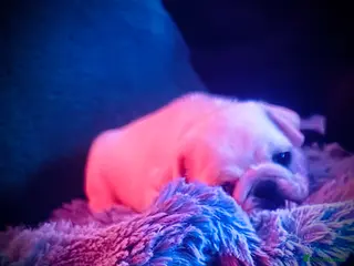 Pug dogs Pug puppies - Advert 10