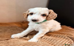 Australian Labradoodle dogs for sale: 🐶READY FOR NEW 🏡 Pure Australian Labradoodle  - Image 18