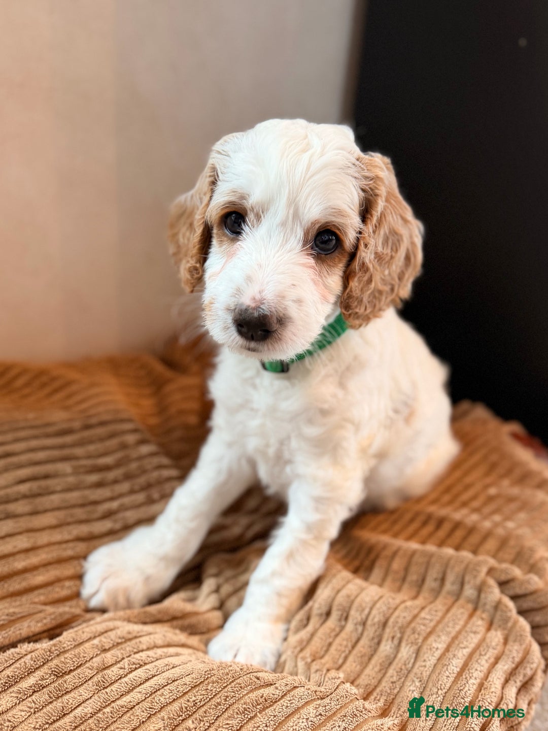 Australian Labradoodle dogs for sale: 🐶READY FOR NEW 🏡 Pure Australian Labradoodle  - Image 18