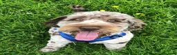 Cockapoo dogs for sale: Beautiful F1 puppies due Aug 15th!  - Advert 11
