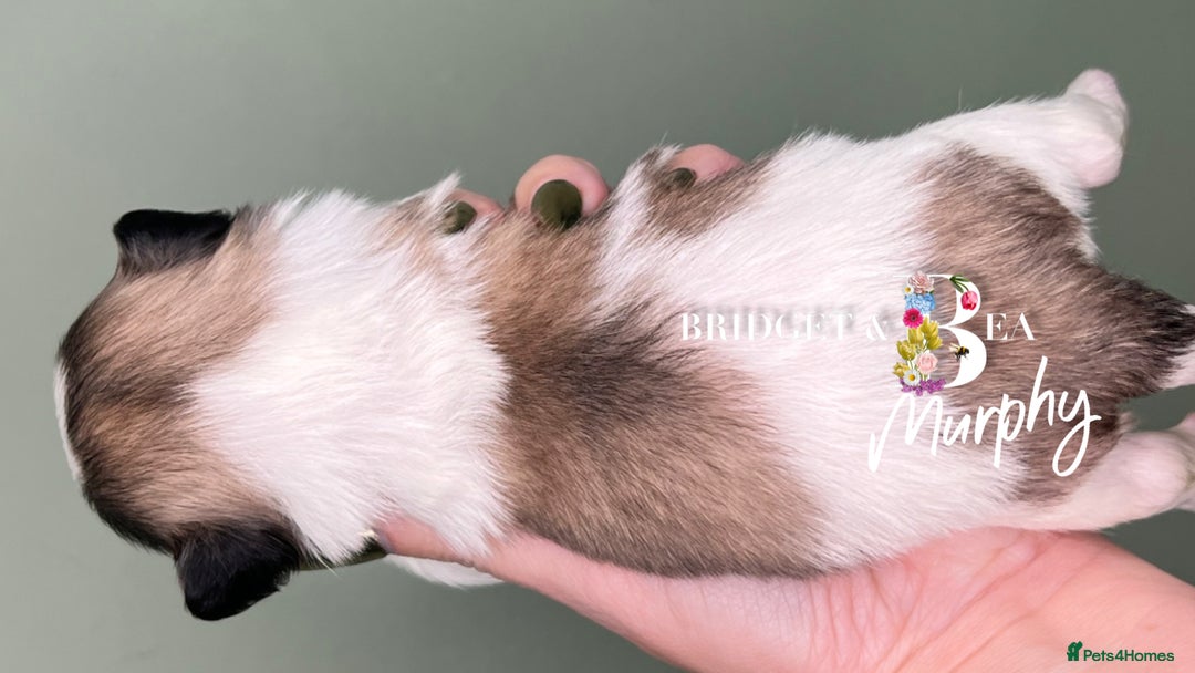 Pekingese dogs for sale: 🩷QUALITY BOYS & GIRLS🩵 - Advert 20