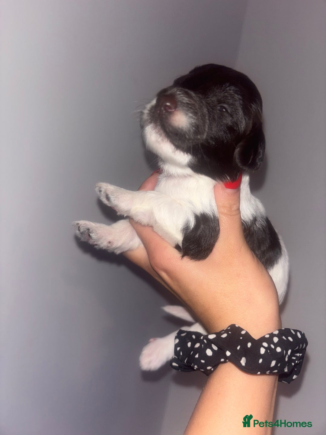 Cockapoo dogs for sale: Cockapoos puppies for sale *ready 19th feb* - Advert 9