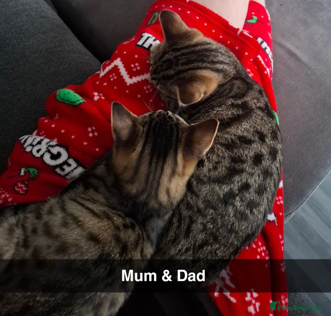 Mixed Breed cats for sale: Kittens  - Advert 1