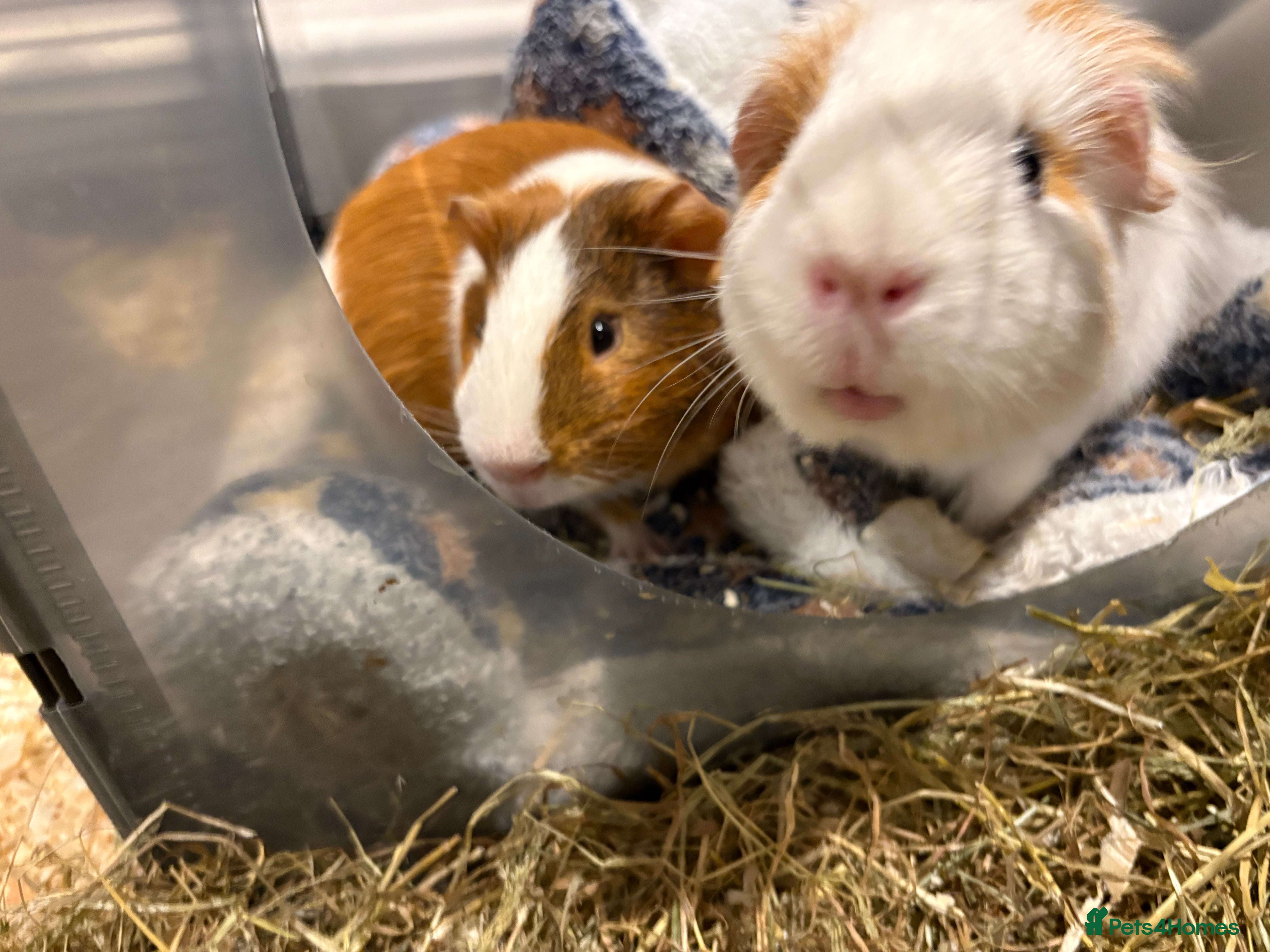 Guinea Pig rodents 2 male guinea pigs looking for a new forever home - Advert 1