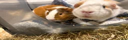 Guinea Pig rodents for sale: 2 male guinea pigs looking for a new forever home - Advert 1
