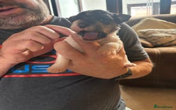 Fox Terrier dogs for sale: KC registered Fox Terrier Pups - Image 3