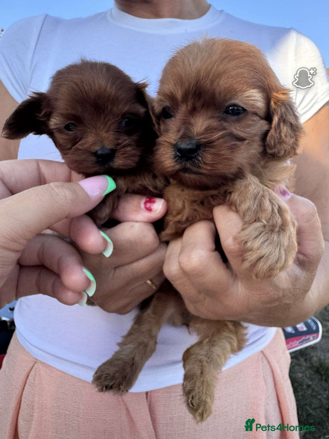 Cavapoo dogs for sale: Beautiful Tiny Cavapoos  - Image 14