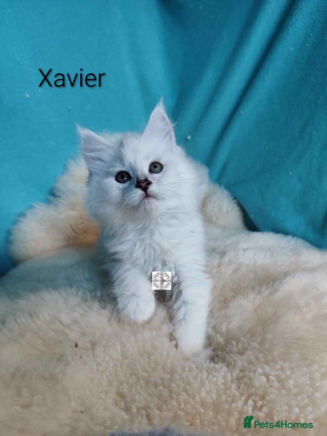 Maine Coon cats for sale: Unique maine coon kittens ❤️ - Advert 27