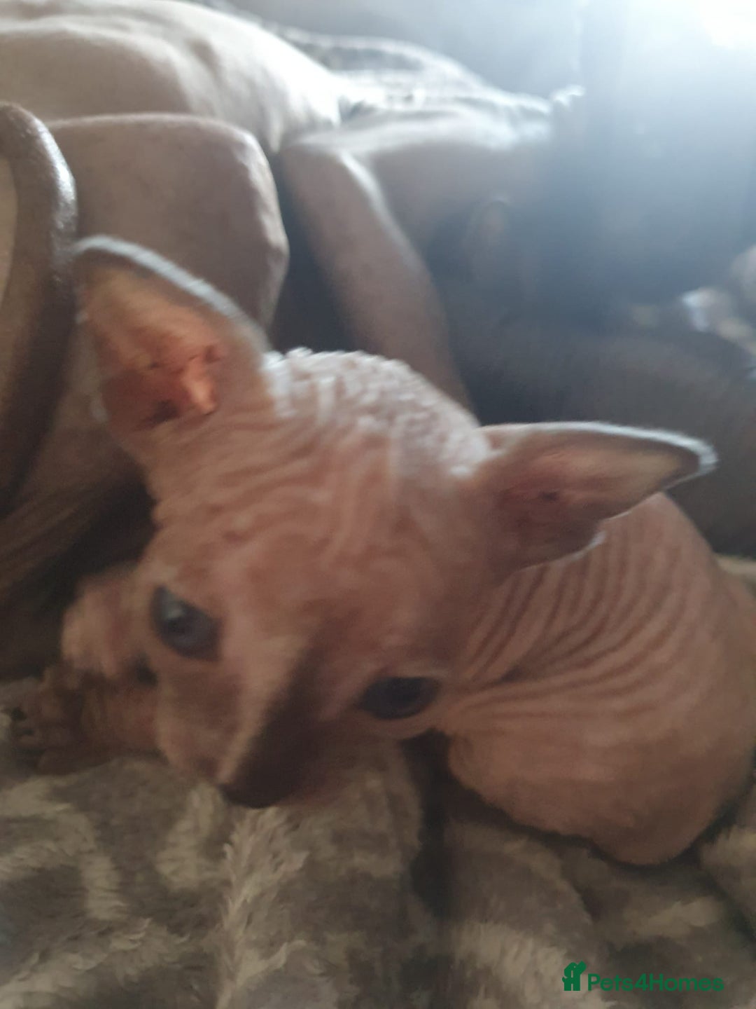 Sphynx cats for sale: Sphynx kittens  - Image 4