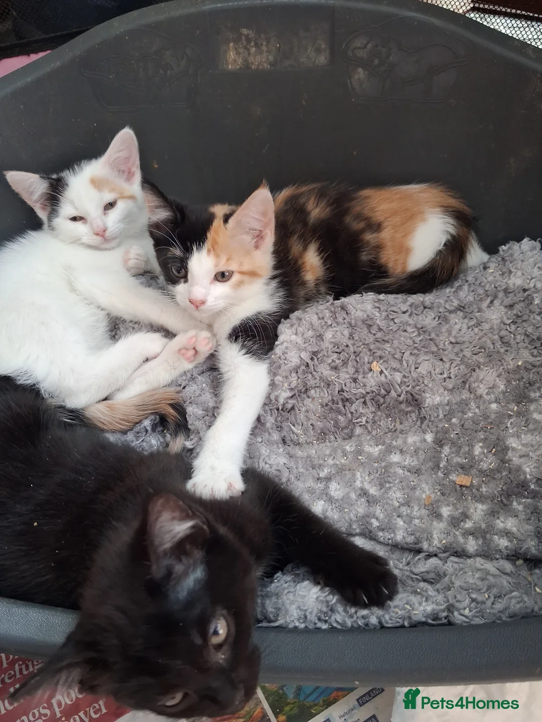 Mixed Breed cats for sale: Gorgeous  kittens - Advert 2