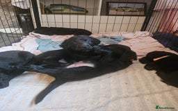 Labrador Retriever dogs for sale: Chunky pups ready now - Advert 22