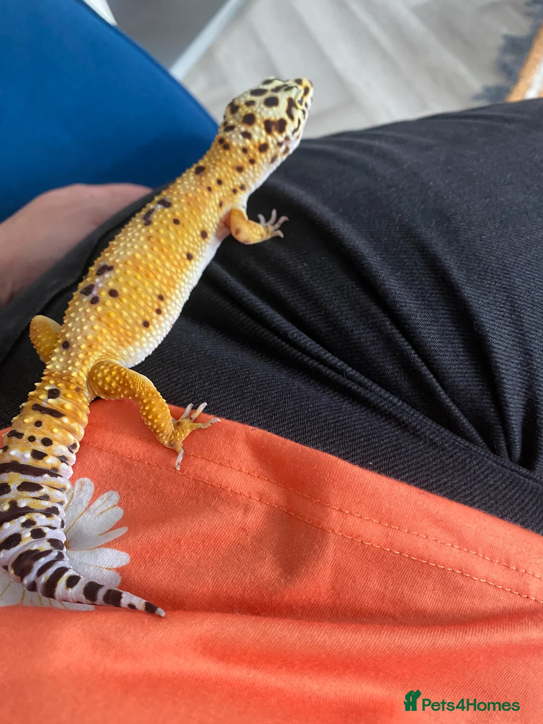 Leopard Gecko reptiles for sale: Leopard gecko  in Crewe - Advert 2