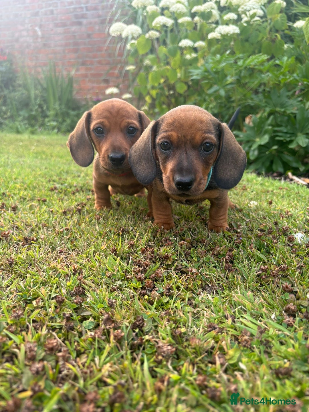 Miniature Dachshund dogs for sale: Beautiful short haired miniature dachshunds in Melton Mowbray - Image 7