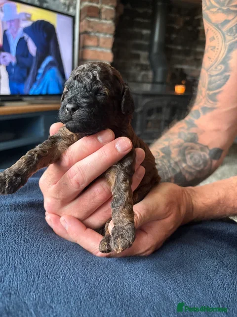 Cavapoo dogs Cavapoo puppies Only 3 Left ❤️ - Advert 16