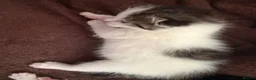 Mixed Breed cats for sale: Sphynx cross kittens  - Advert 4