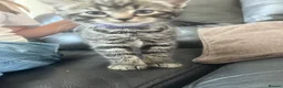 Domestic Shorthair cats for sale: Litter of 4 for sale - Advert 8