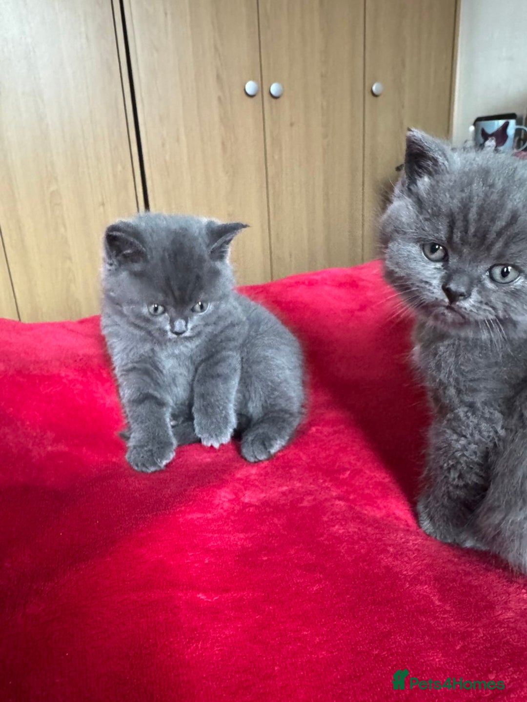 British Shorthair cats for sale: 3 kittens for sale - Advert 1