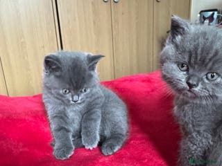British Shorthair cats 3 kittens for sale - Advert 15