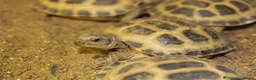 Tortoise reptiles for sale: BABY HORSFIELDS & SET UPS! - Advert 4