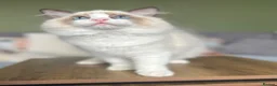 Ragdoll cats for sale: Cute chunky purring ragdoll girls - Advert 15