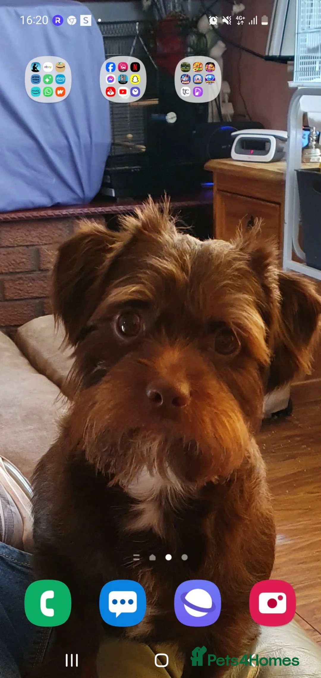 Mixed Breed dogs for sale: Miniture dachshund x shih tzu puppies  - Advert 6