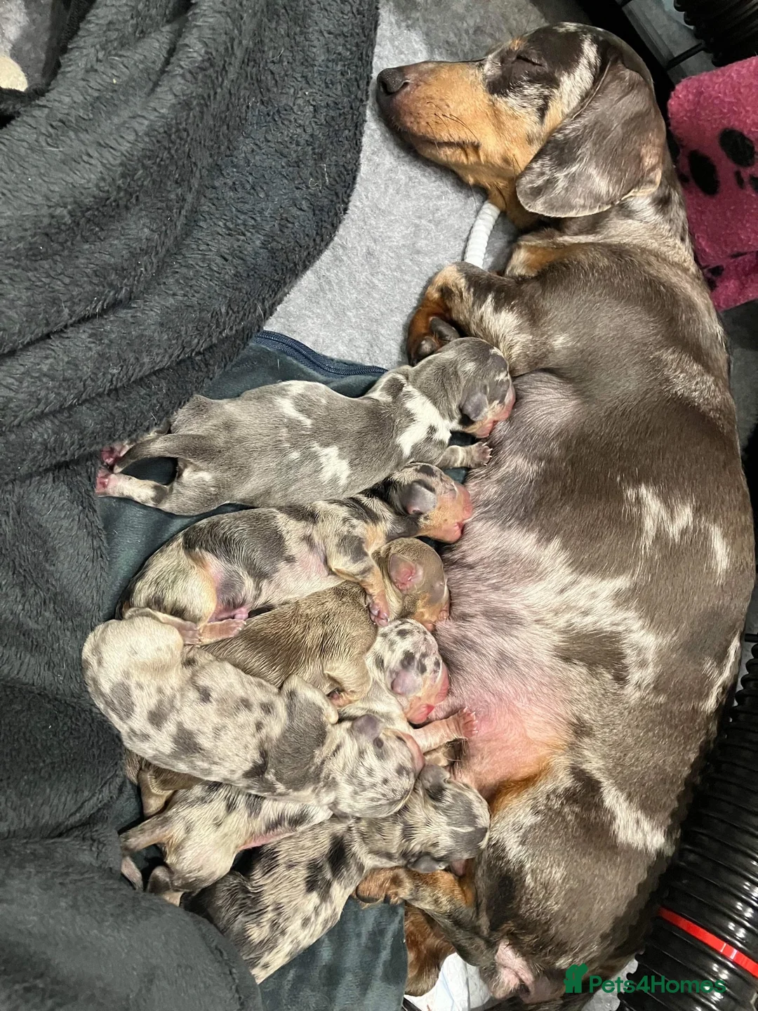 Miniature Dachshund dogs for stud: KC reg Isabella & Tan Stud! Free ovulation test in Stockton-on-Tees - Advert 7