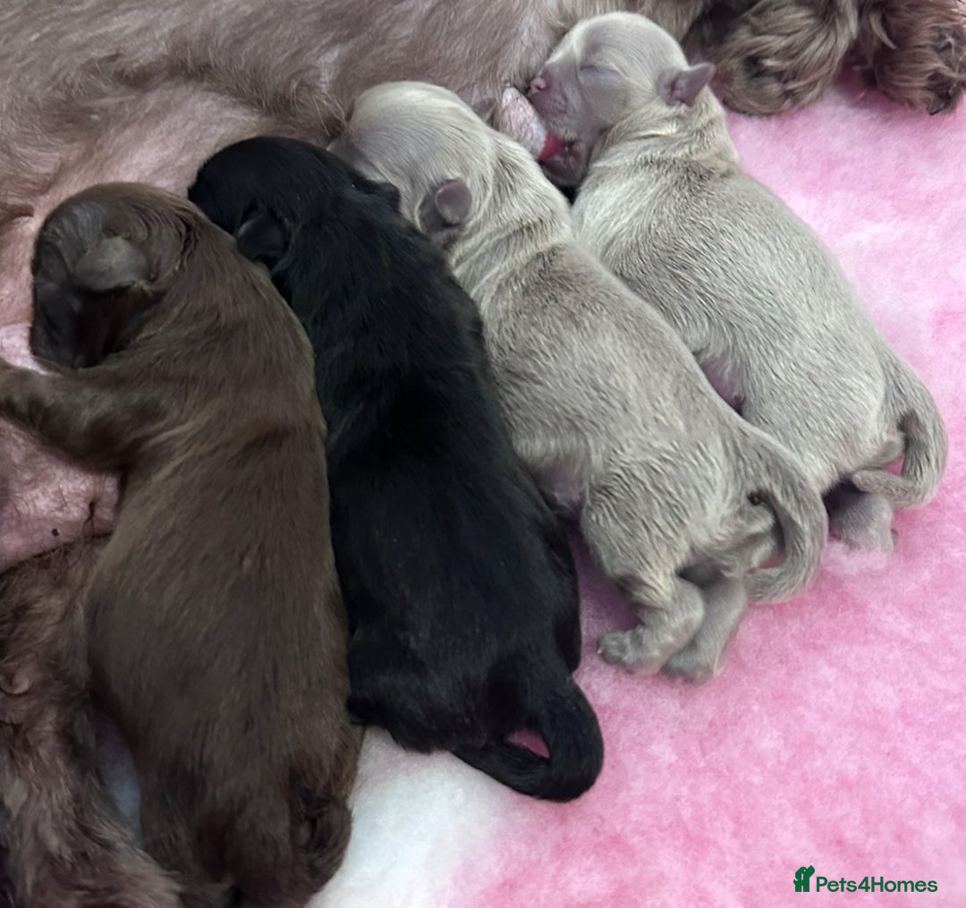 Shih Tzu dogs for sale: Exquisite KC Doll Faced Imperials (LILAC/CHOC) 🎀 - Image 7